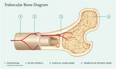 trabecular bone location